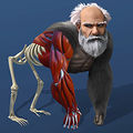 idle evolution cell to human